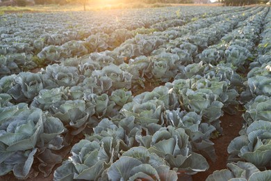 Photo of Green cabbages growing in field on sunny day