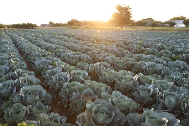 Photo of Green cabbages growing in field on sunny day