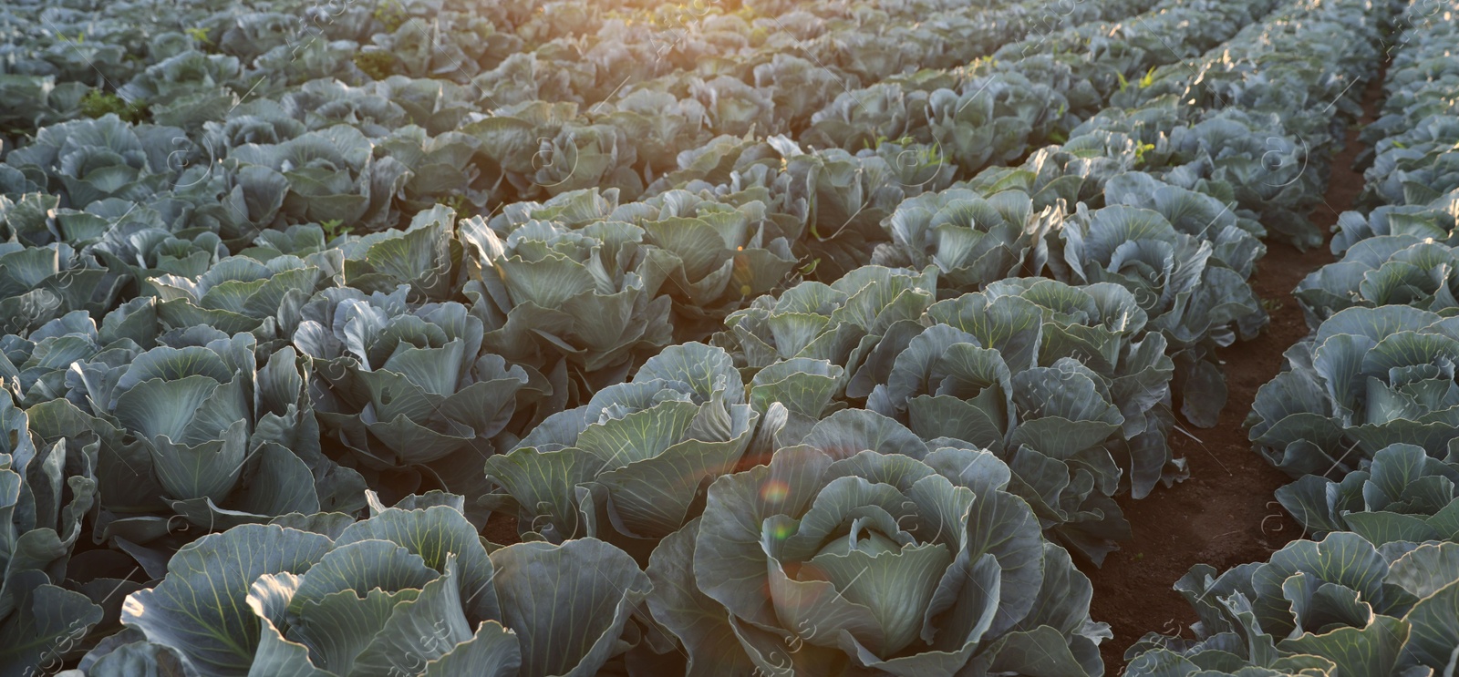 Photo of Green cabbages growing in field on sunny day