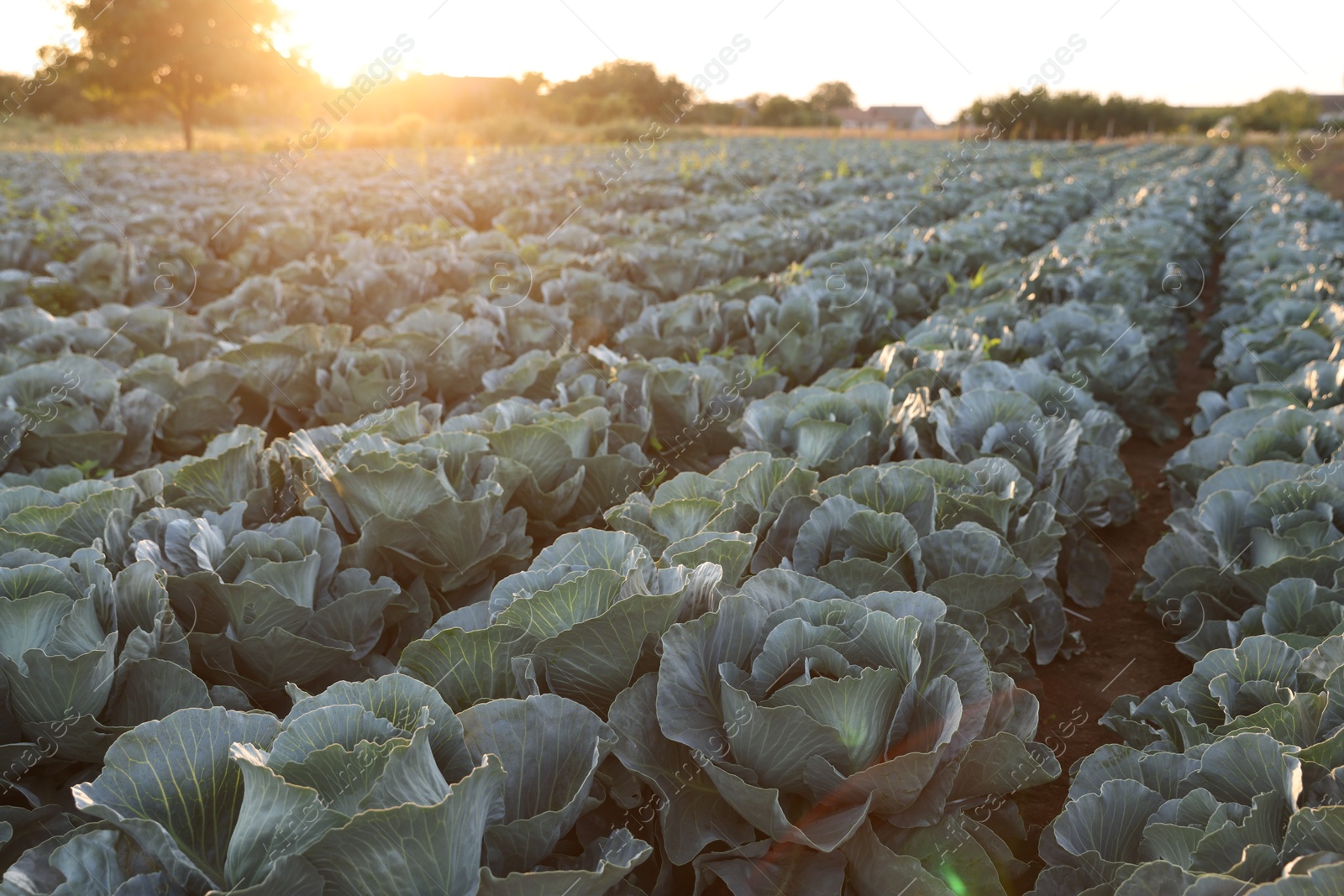 Photo of Green cabbages growing in field on sunny day