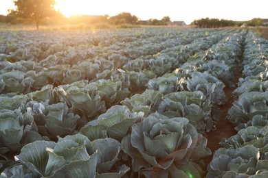 Photo of Green cabbages growing in field on sunny day