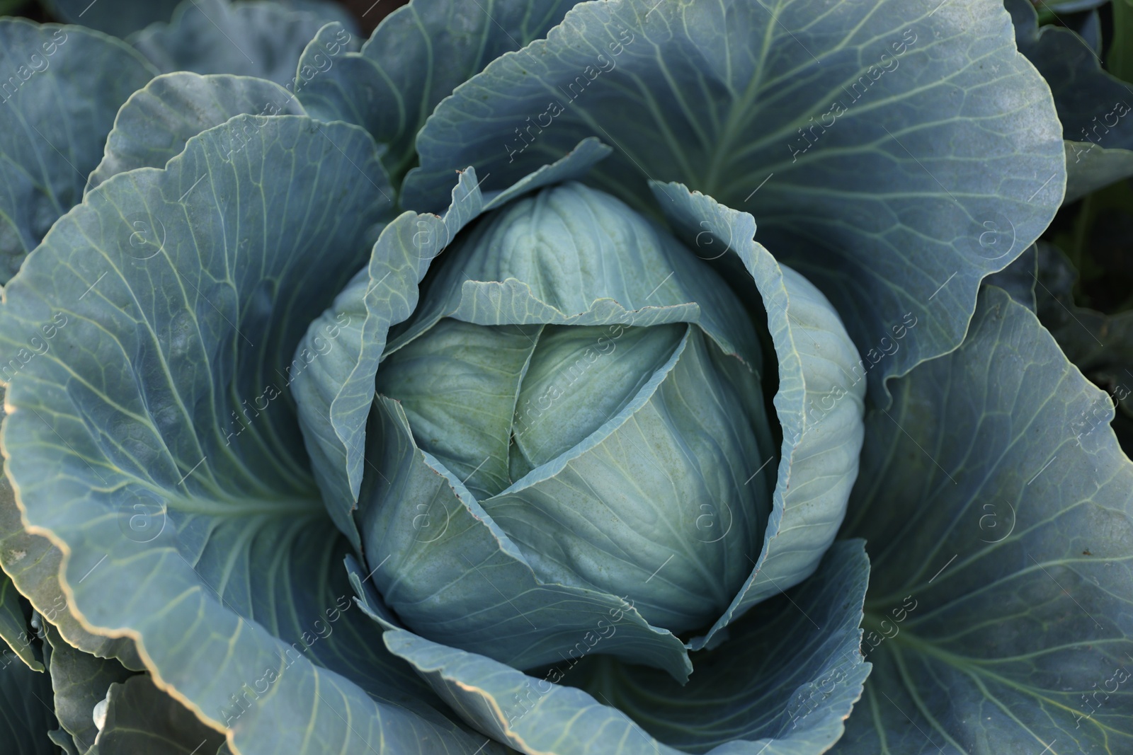 Photo of Green cabbage growing in field, closeup view