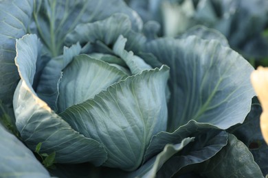 Photo of Green cabbage growing in field, closeup view