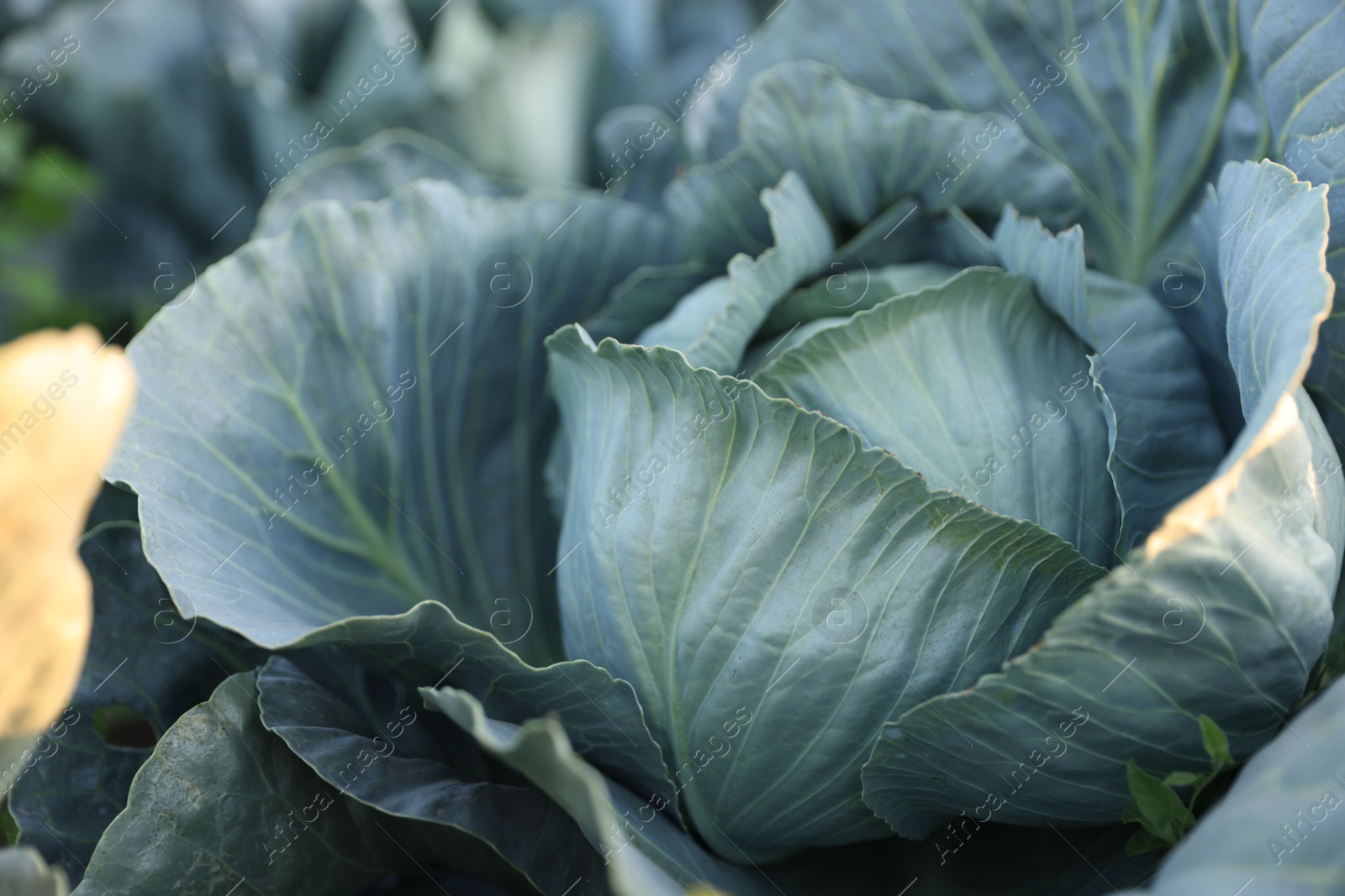 Photo of Green cabbage growing in field, closeup view