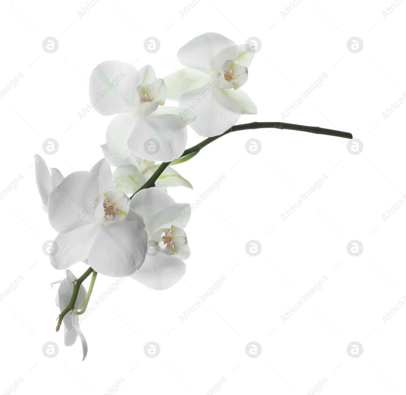 Photo of Beautiful orchid branch with flowers isolated on white