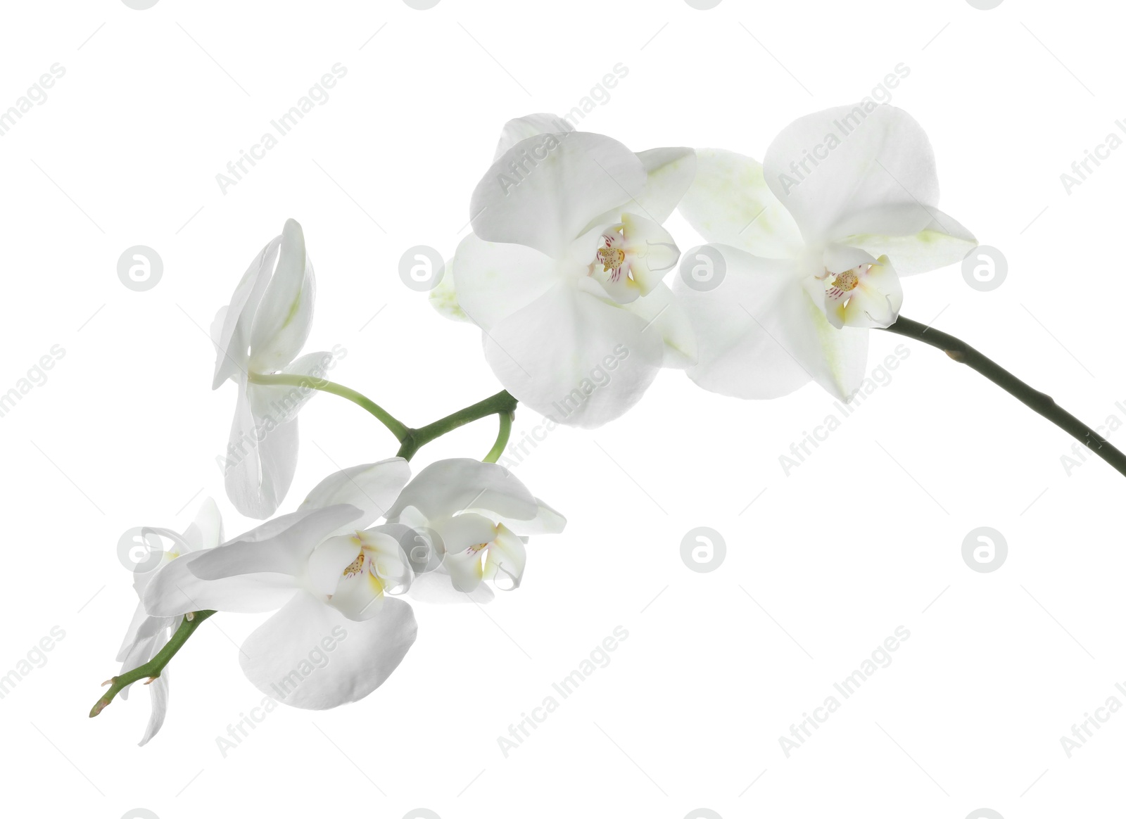 Photo of Beautiful orchid branch with flowers isolated on white