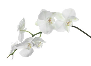 Photo of Beautiful orchid branch with flowers isolated on white