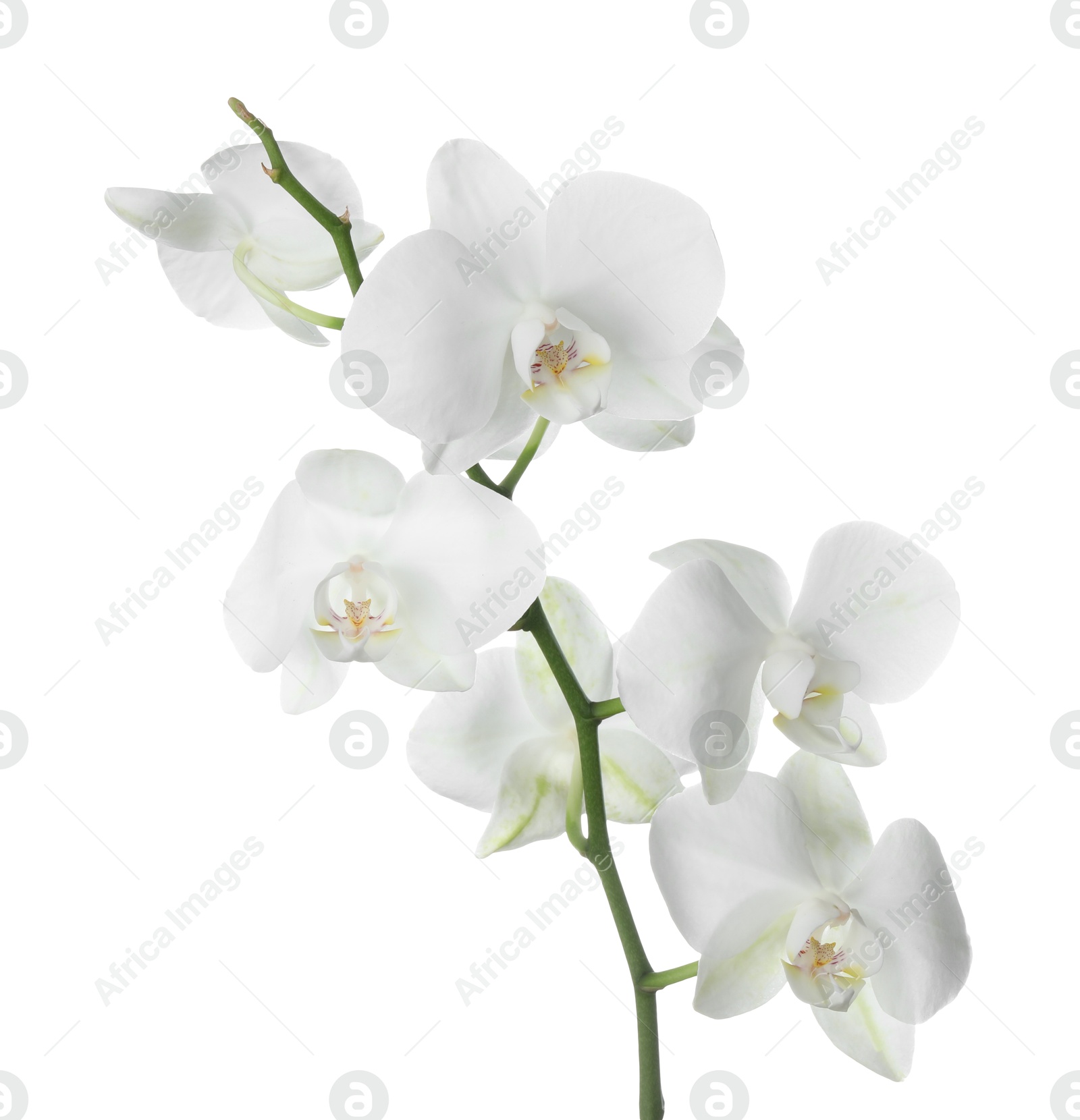 Photo of Beautiful orchid branch with flowers isolated on white