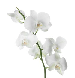 Beautiful orchid branch with flowers isolated on white