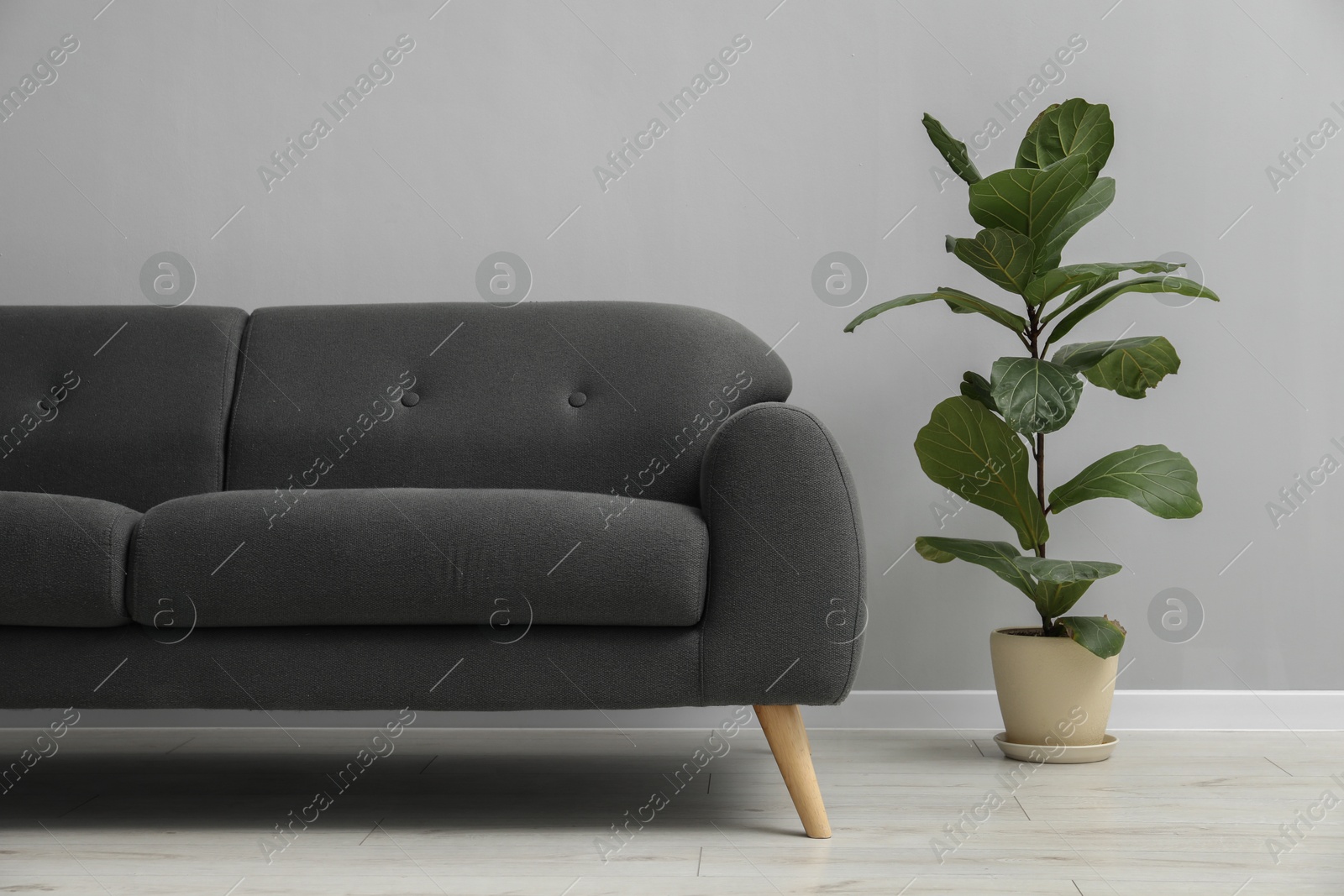 Photo of Comfortable sofa and houseplant near grey wall in room