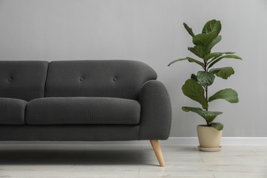 Comfortable sofa and houseplant near grey wall in room