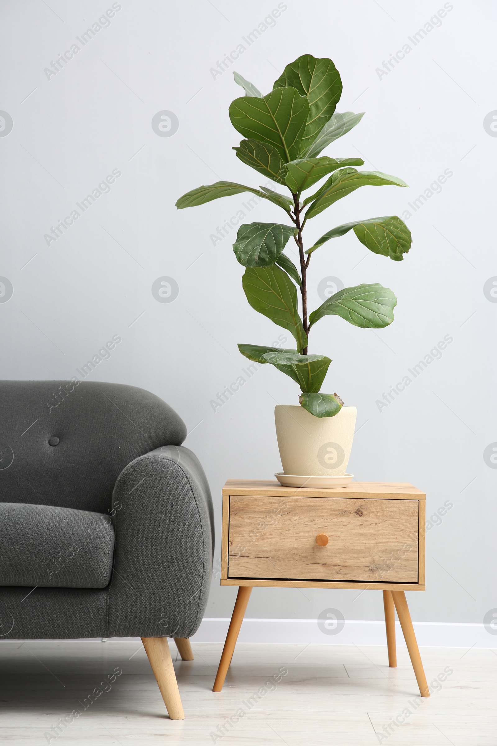 Photo of Comfortable sofa, houseplant and table near grey wall in room