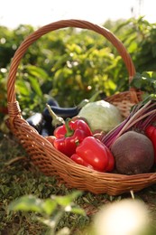 Photo of Different fresh vegetables in wicker basket in field on sunny day