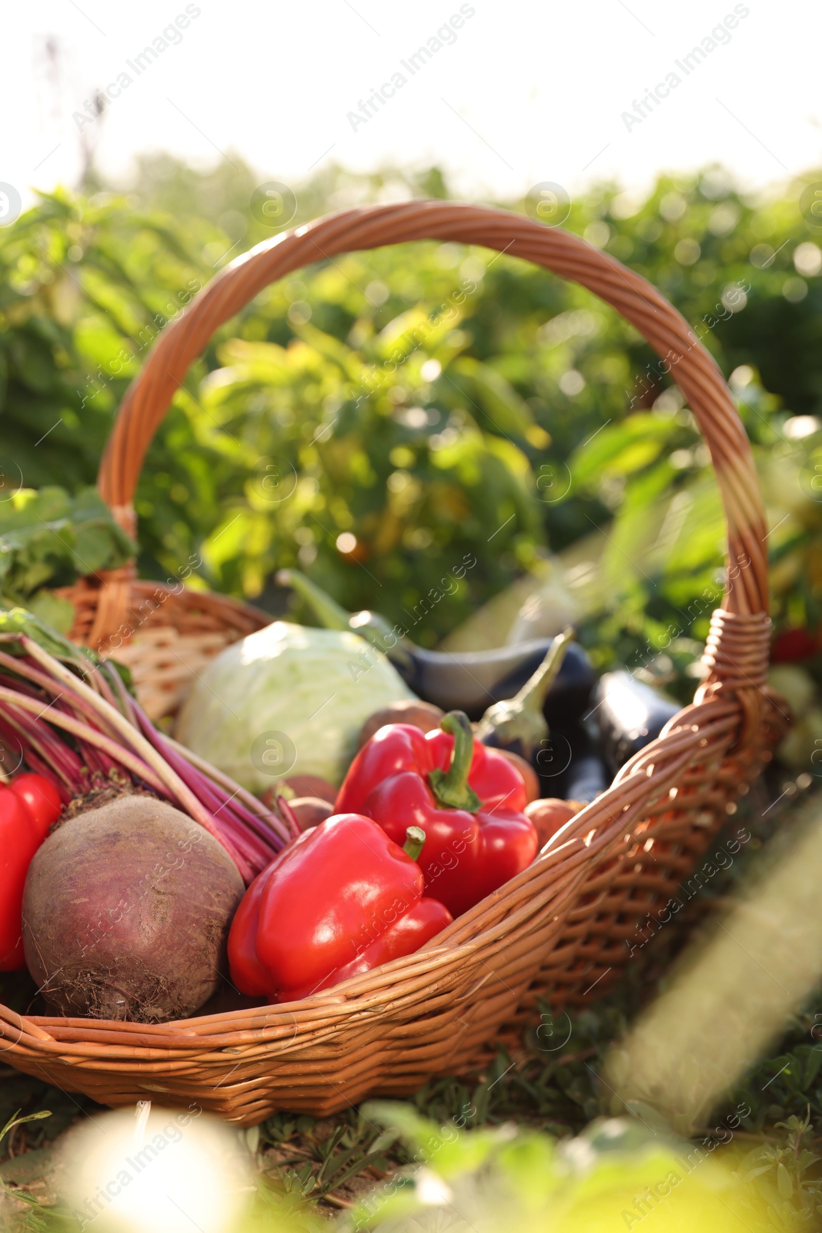 Photo of Different fresh vegetables in wicker basket in field on sunny day