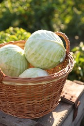 Harvesting season. Fresh cabbages in wicker basket on wooden crate outdoors