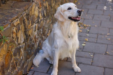 Photo of Cute Golden Retriever dog sitting on city street