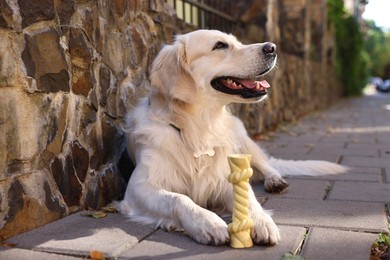 Photo of Cute Golden Retriever dog lying with toy outdoors