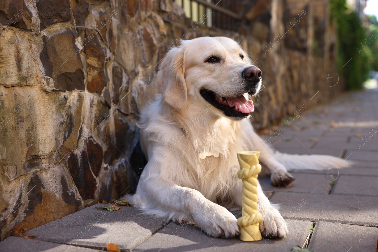 Photo of Cute Golden Retriever dog lying with toy outdoors