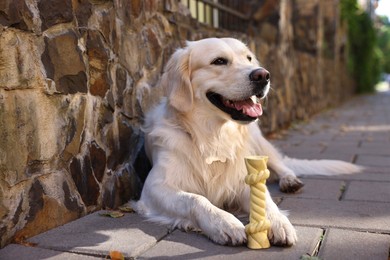 Cute Golden Retriever dog lying with toy outdoors