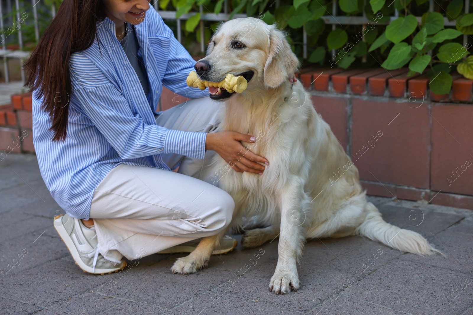 Photo of Owner with cute Golden Retriever dog outdoors, closeup