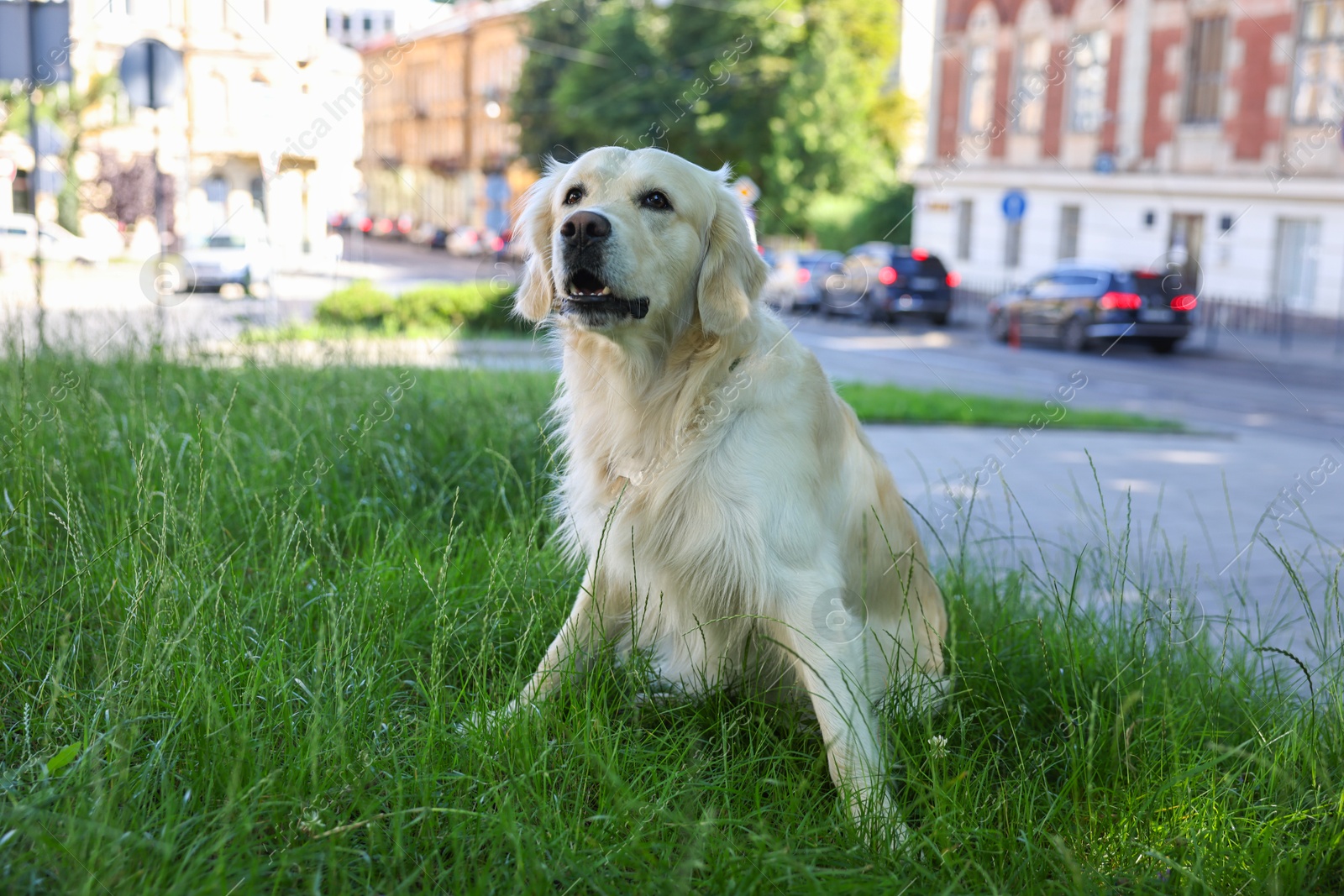 Photo of Cute Golden Retriever dog sitting on green grass