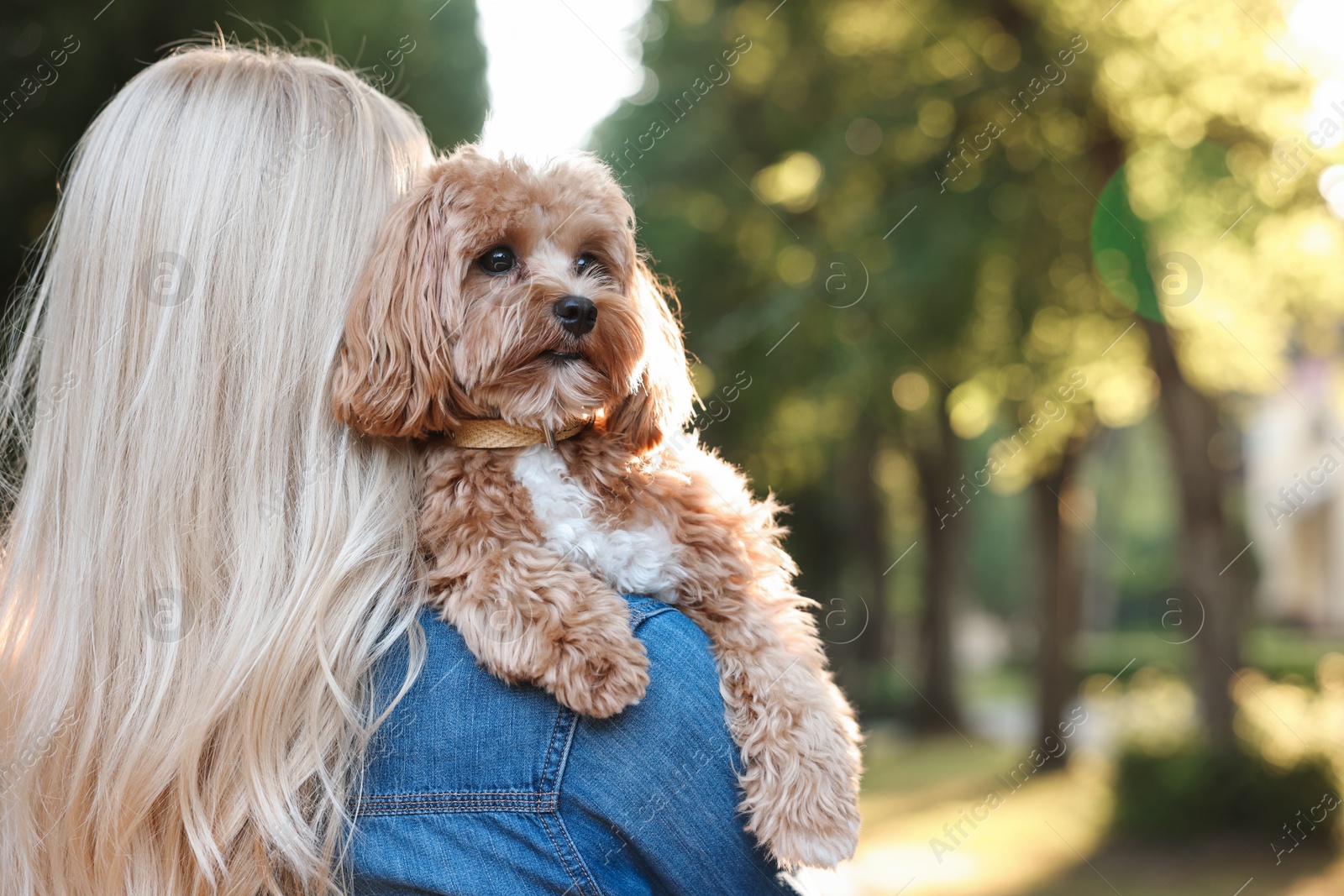 Photo of Woman with cute dog in park, back view. Space for text