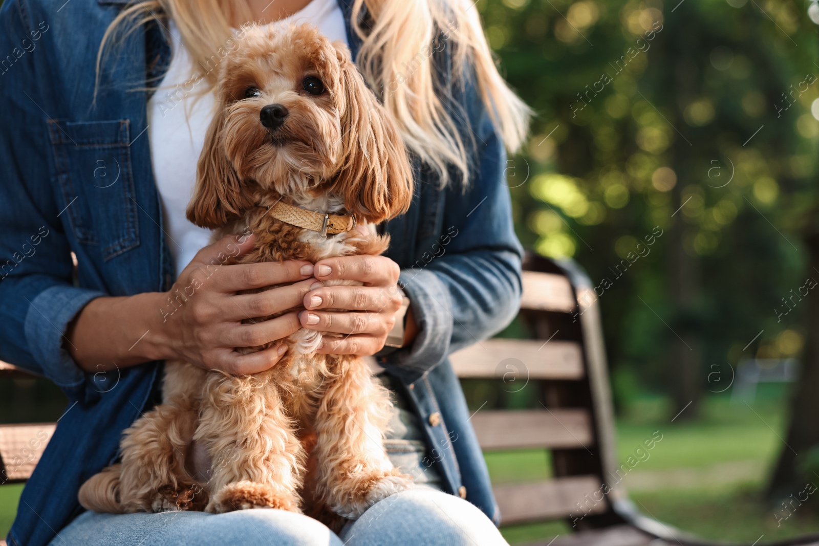 Photo of Woman with cute dog on bench in park, closeup