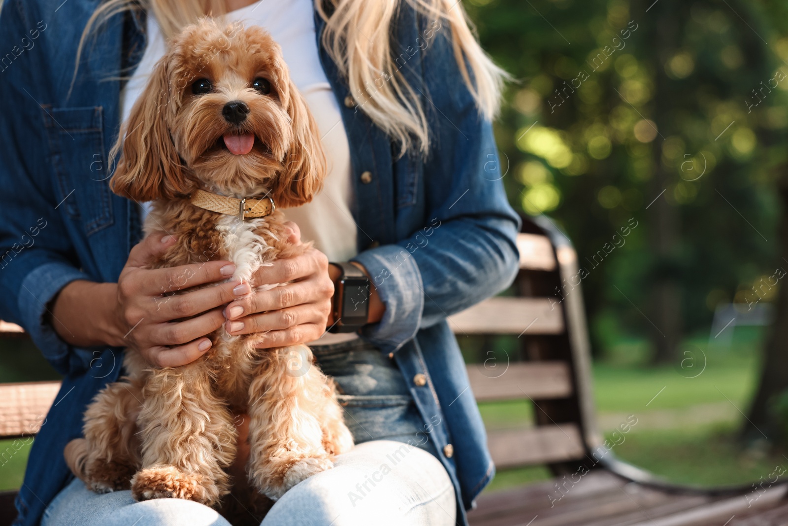 Photo of Woman with cute dog on bench in park, closeup