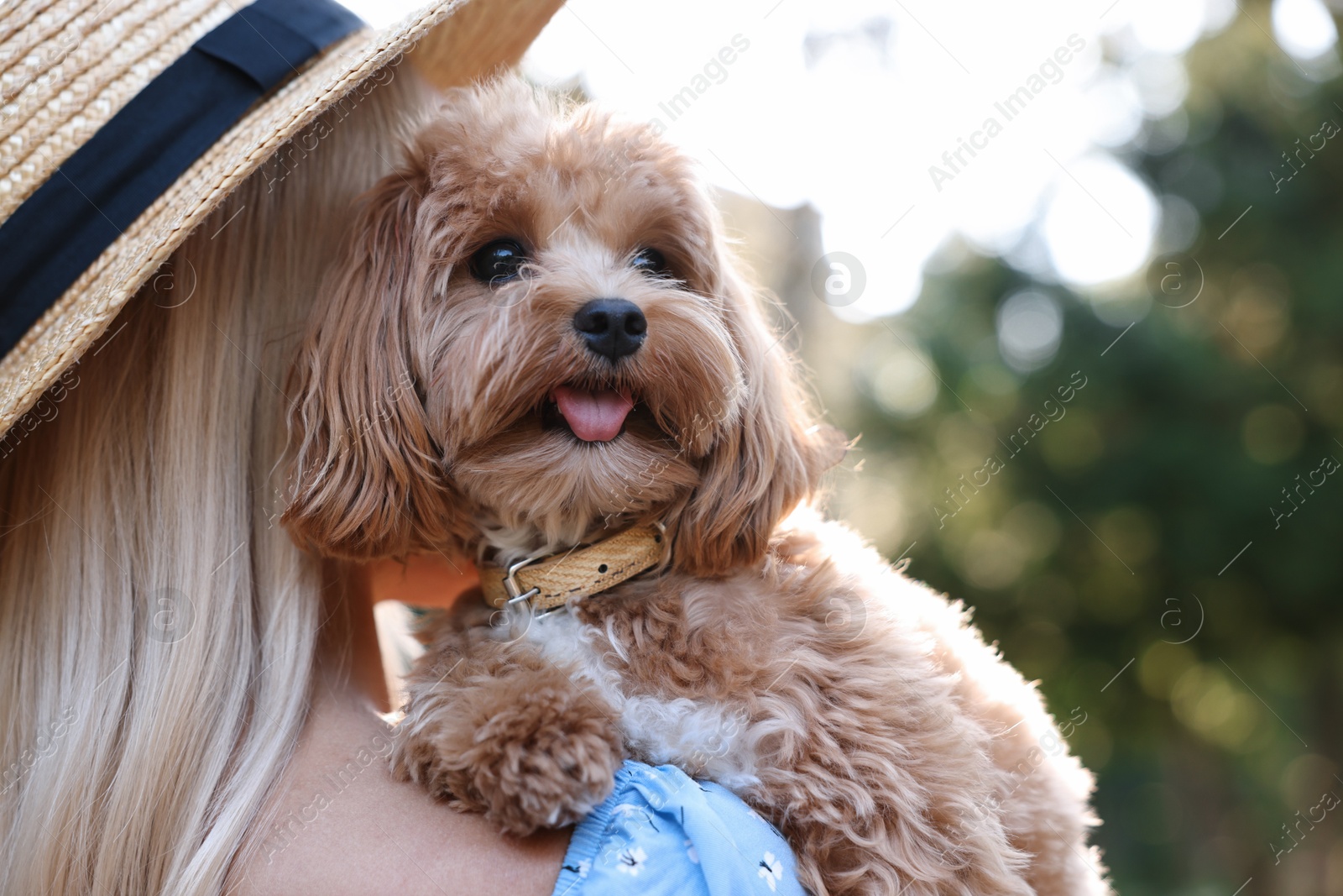 Photo of Woman with cute dog in park, back view