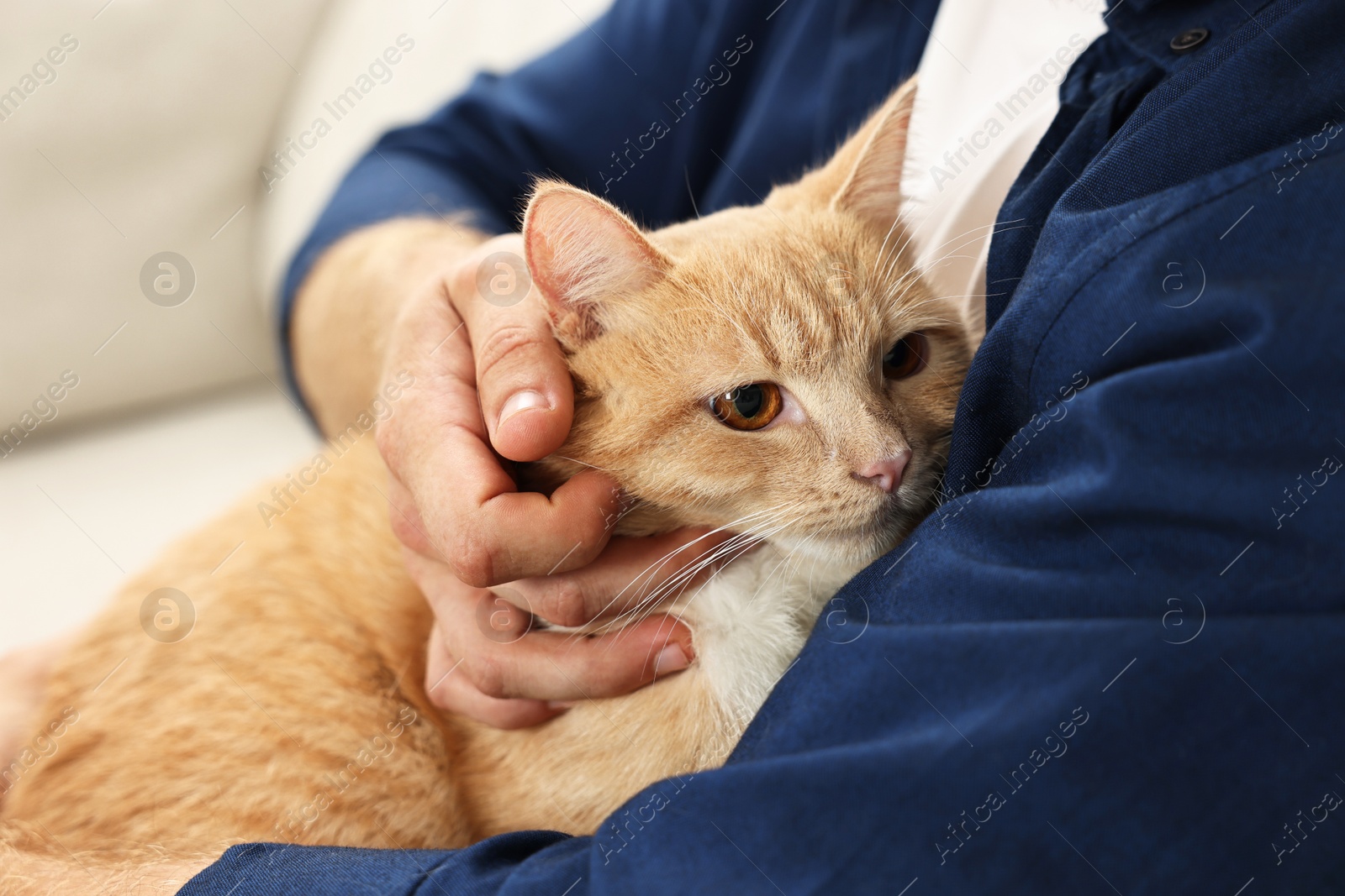 Photo of Man petting cute ginger cat on sofa at home, closeup