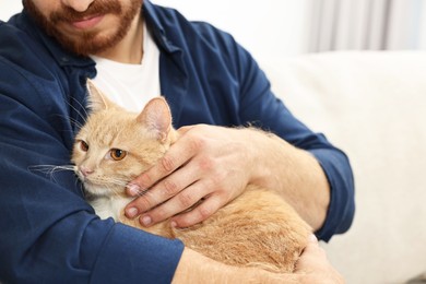 Man petting cute ginger cat on sofa at home, closeup