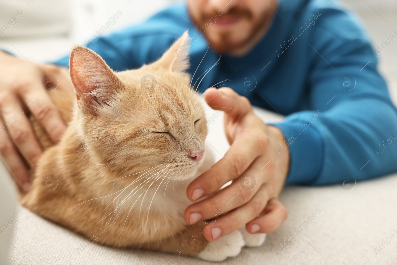 Photo of Man petting cute ginger cat on sofa at home, closeup