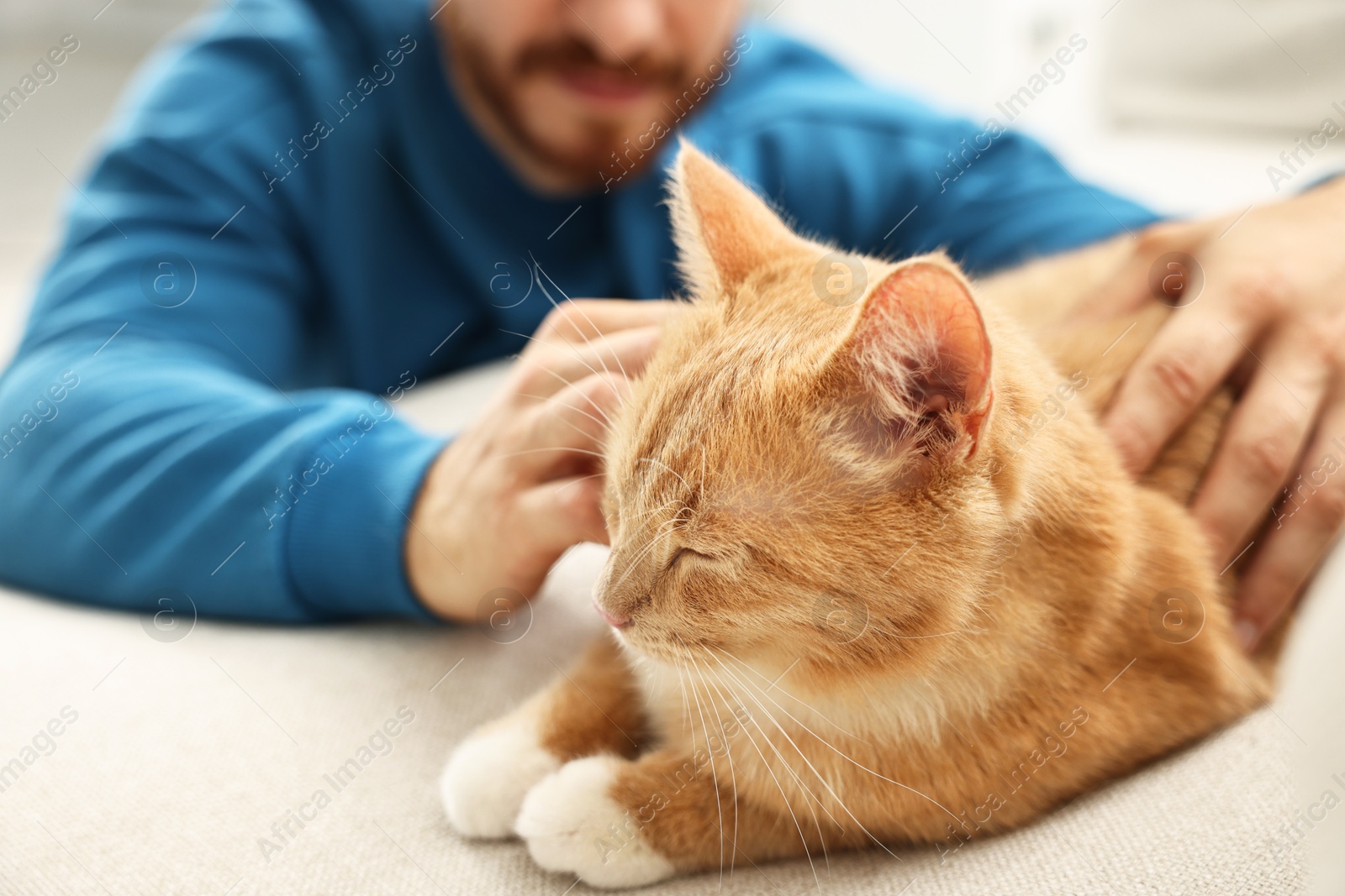 Photo of Man petting cute ginger cat on sofa at home, closeup