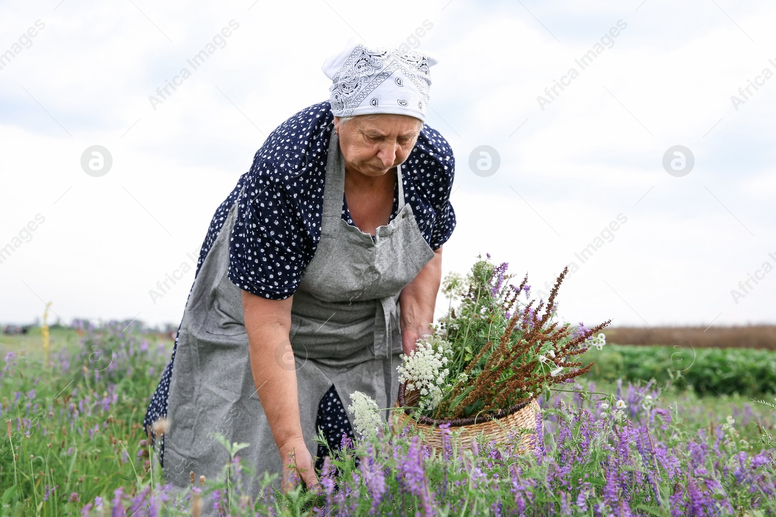 Photo of Senior woman picking wildflowers for tincture in meadow