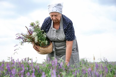 Photo of Senior woman picking wildflowers for tincture in meadow