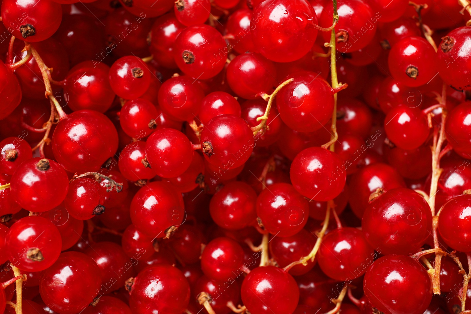 Photo of Fresh ripe red currants as background, top view