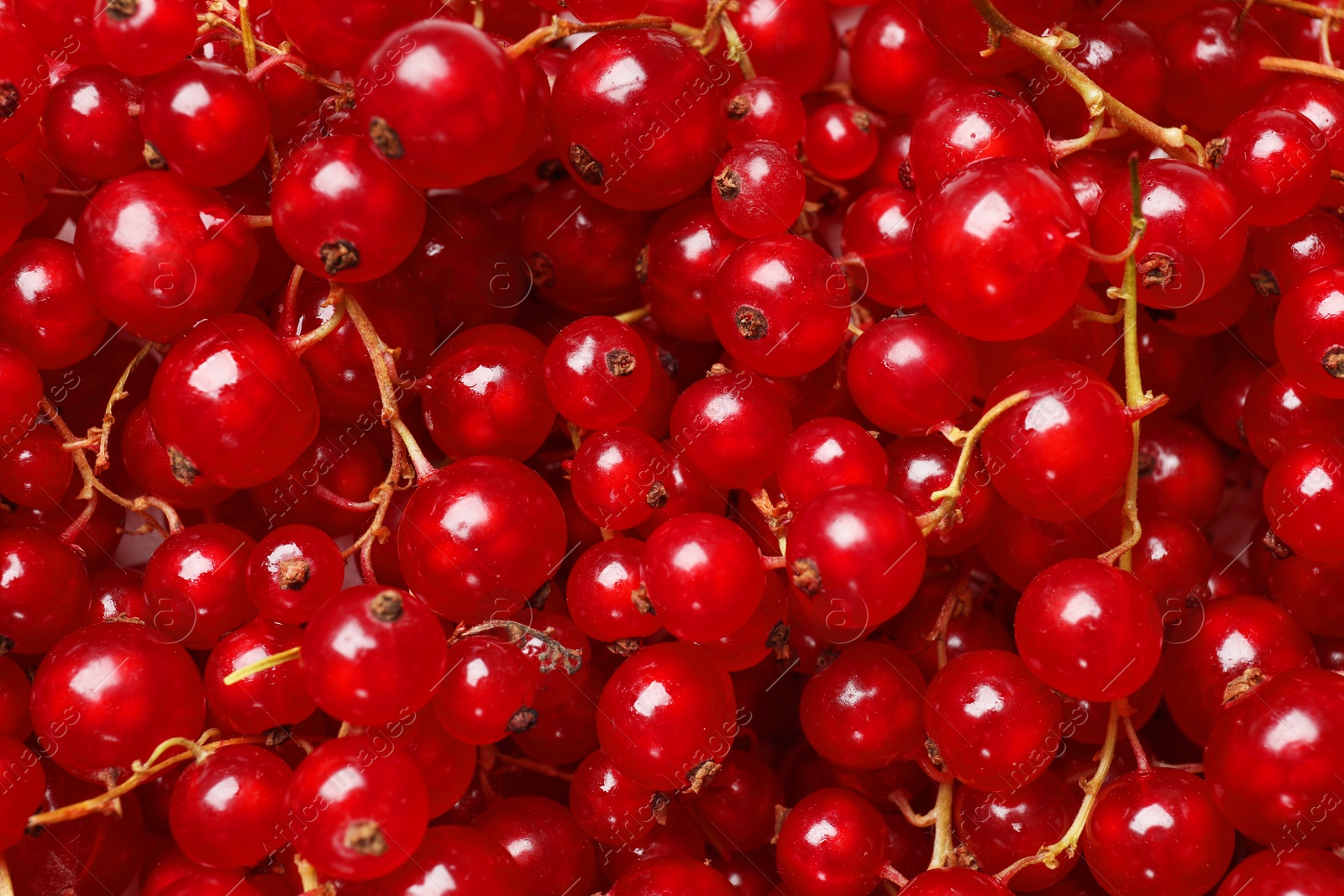 Photo of Fresh ripe red currants as background, top view