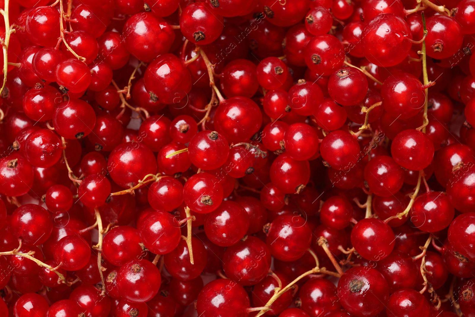 Photo of Fresh ripe red currants as background, top view