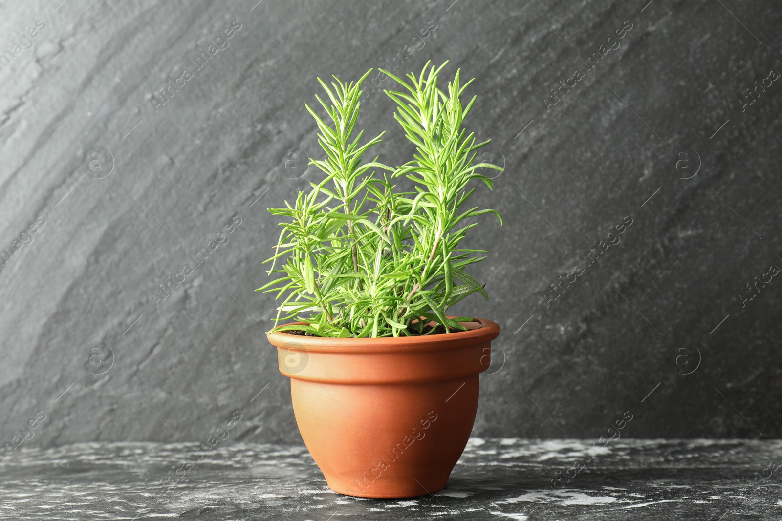 Photo of Rosemary plant growing in pot on dark textured table. Aromatic herb