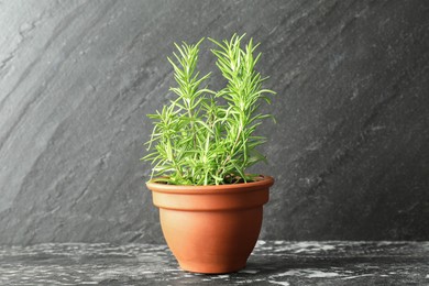 Photo of Rosemary plant growing in pot on dark textured table. Aromatic herb