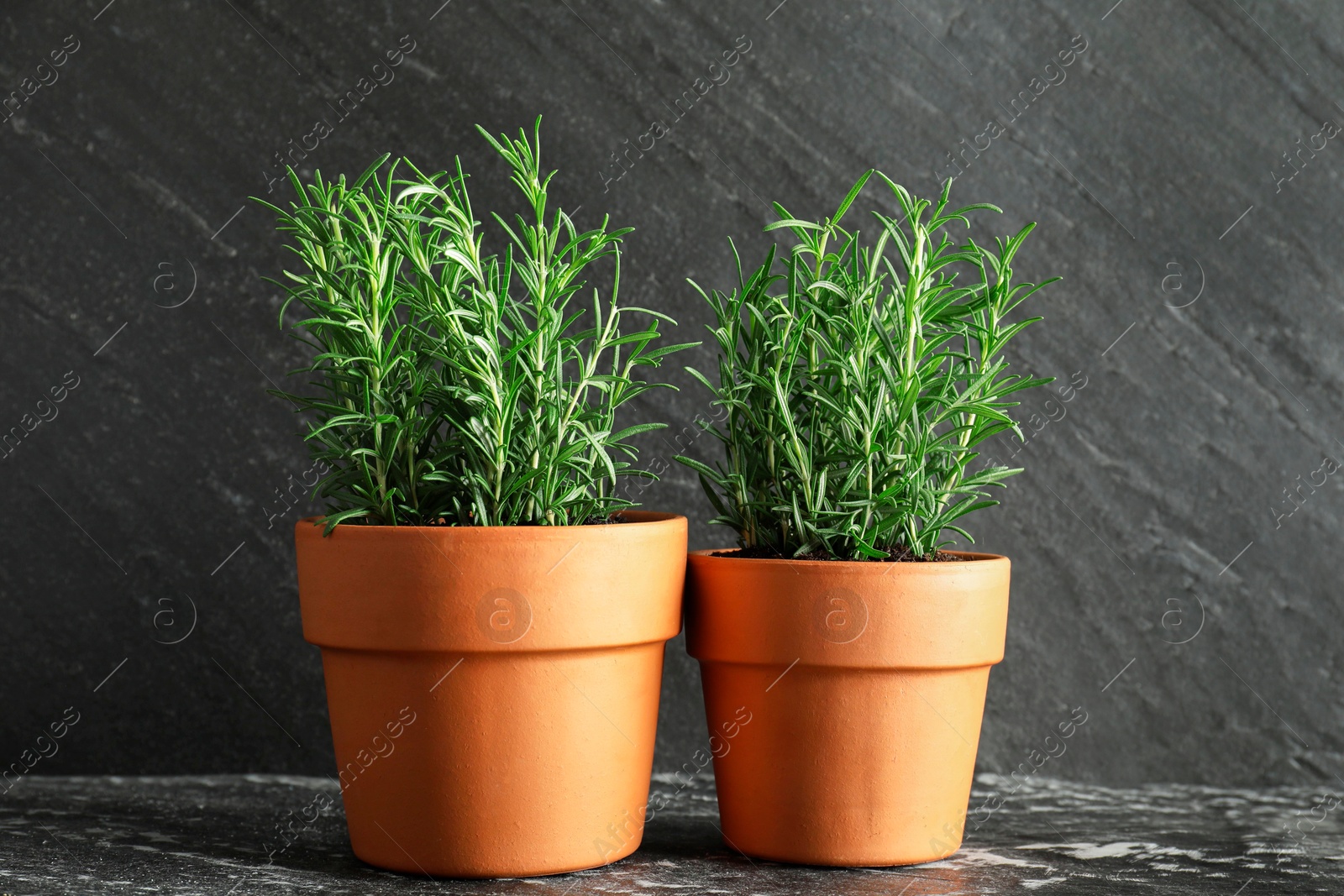 Photo of Rosemary plants growing in pots on dark textured table. Aromatic herb