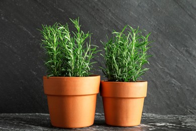 Photo of Rosemary plants growing in pots on dark textured table. Aromatic herb