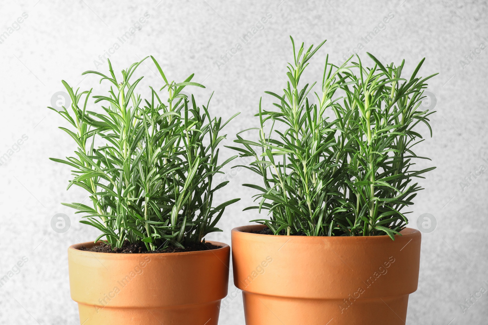 Photo of Rosemary plants growing in pots on grey background, closeup. Aromatic herb