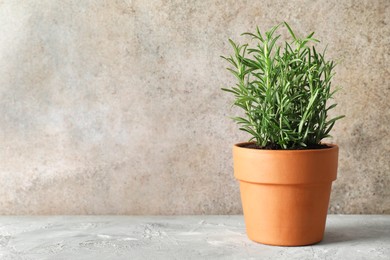 Photo of Rosemary plant growing in pot on grey textured table, space for text. Aromatic herb