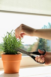 Photo of Woman cutting potted rosemary at windowsill, closeup. Aromatic herb