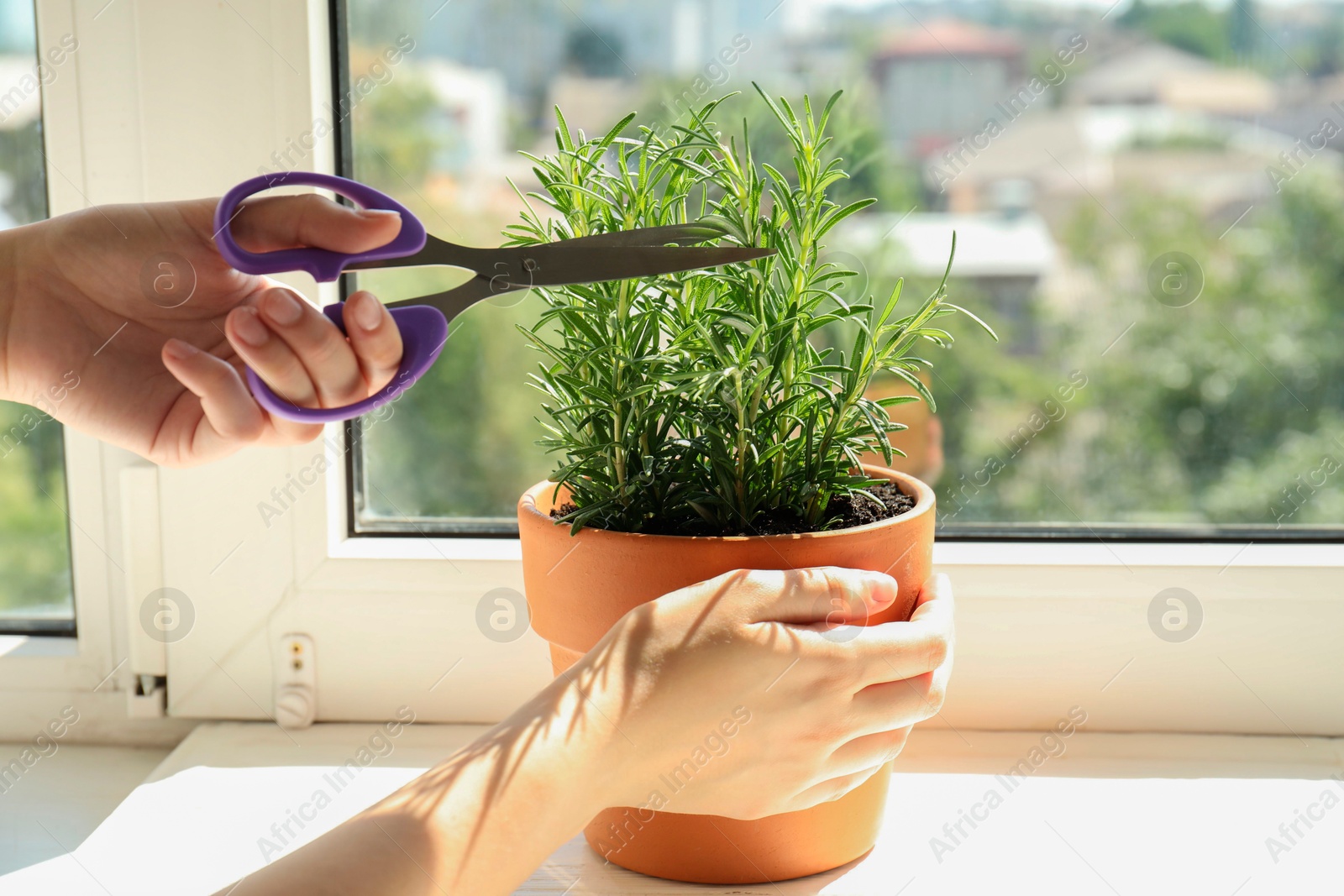 Photo of Woman cutting potted rosemary near window, closeup. Aromatic herb