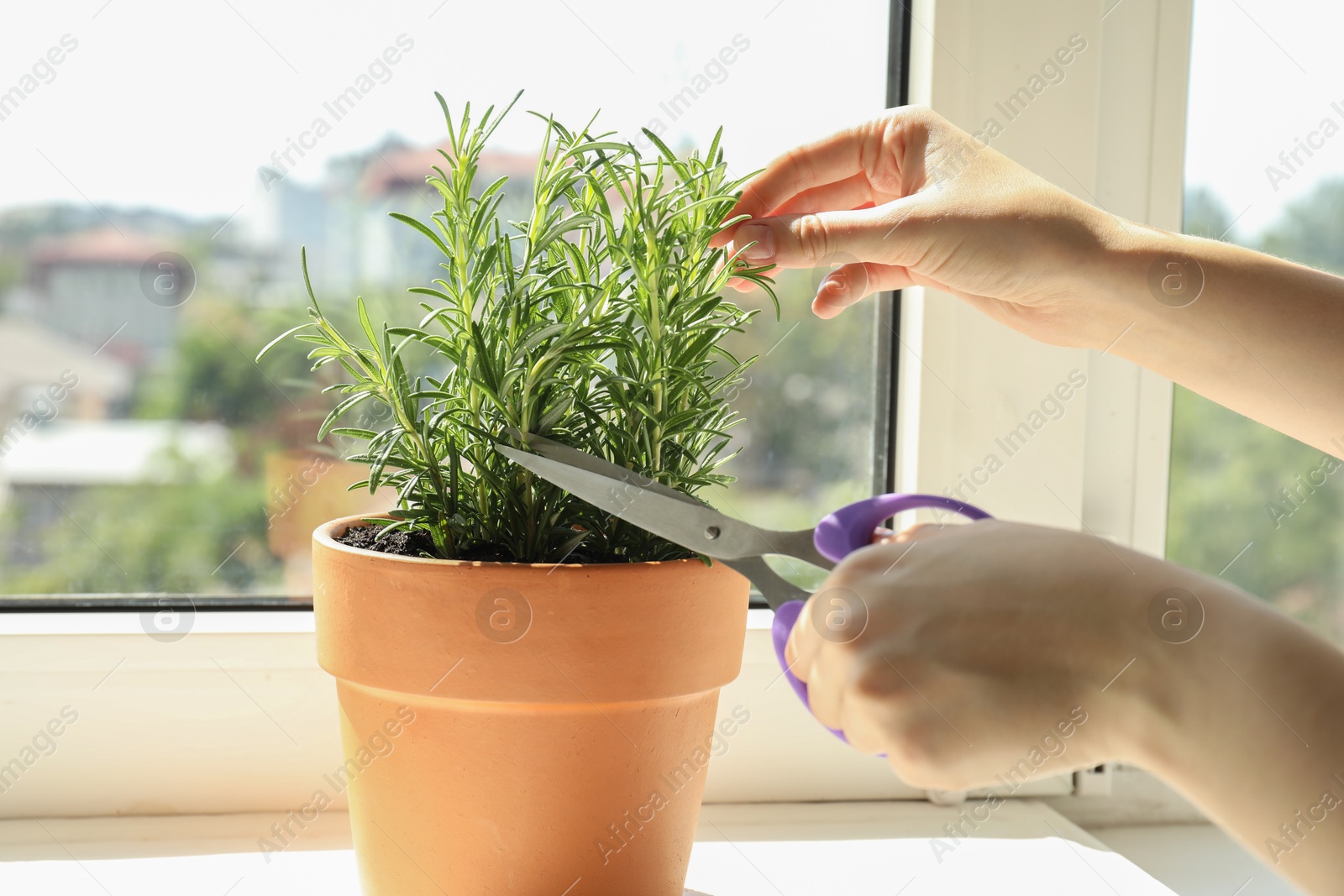 Photo of Woman cutting potted rosemary near window, closeup. Aromatic herb