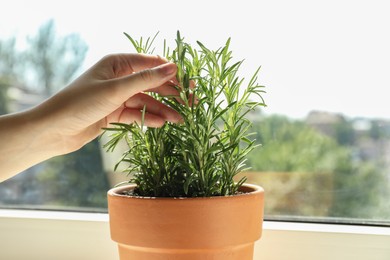 Photo of Woman with potted rosemary near window, closeup. Fresh herb