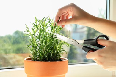 Photo of Woman cutting potted rosemary near window, closeup. Aromatic herb