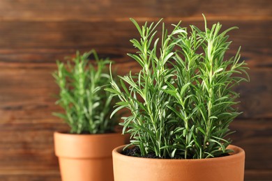 Rosemary plants growing in pots on wooden background, closeup. Aromatic herb